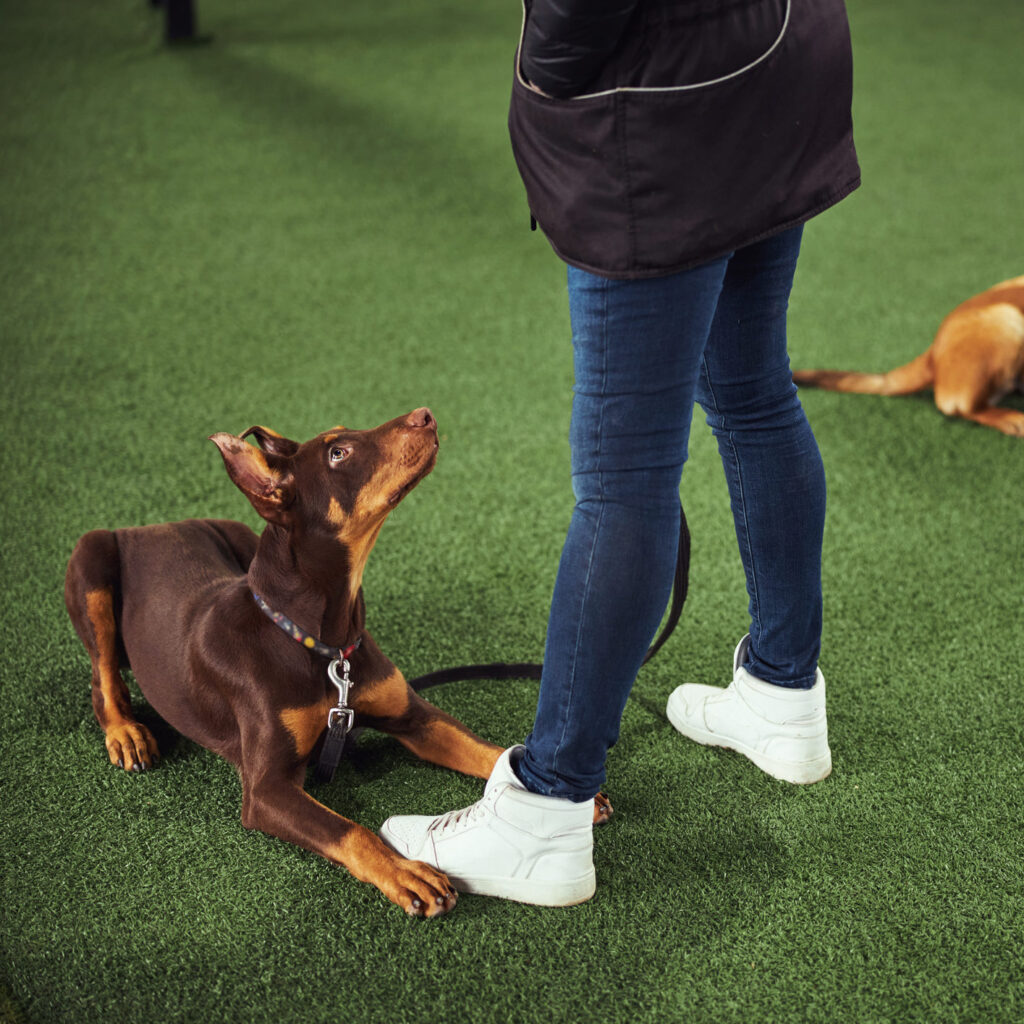 INICIO - ADIESTRAMIENTO CANINO EN SANTIAGO